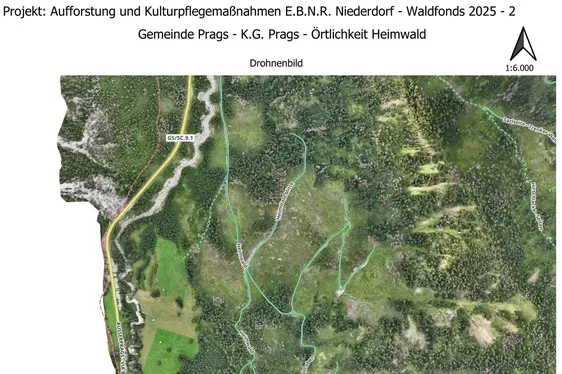 Rimboschimento Heimwald