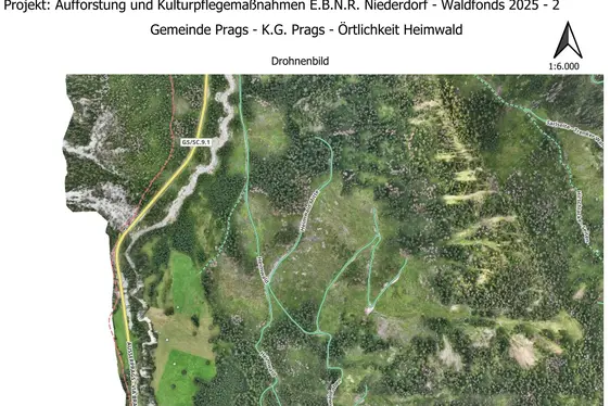 Rimboschimento Heimwald