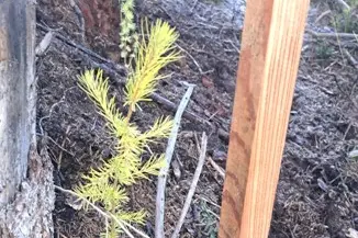 Giovane larice contrassegnato con paletti di legno