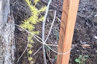 Giovane larice contrassegnato con paletti di legno