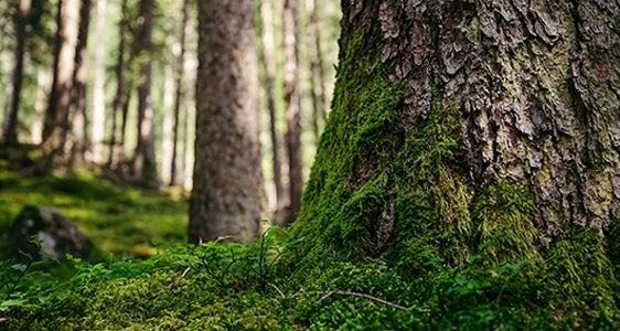 N bosch spës de odles cun n fonz curì da mustl. (Foto: USP /Benjamin Pfitscher) N bosch spës de odles cun n fonz curì da mustl. (Foto: USP /Benjamin Pfitscher)