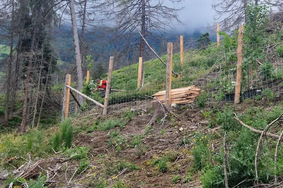 Creazione di isole di alberi madre
