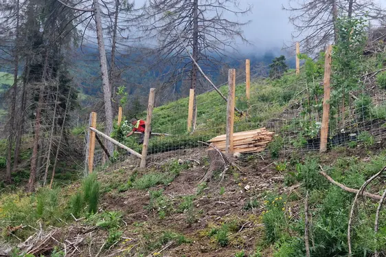 Creazione di isole di alberi madre