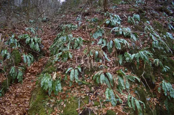 Felci: lingua cervina o di cane