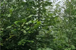 Acero montano nello strato intermedio(albero-Z)