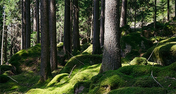 Un fitto bosco di conifere con il terreno ricoperto di muschio.(Foto: USP/Benjamin Pfitscher) Un fitto bosco di conifere con il terreno ricoperto di muschio.(Foto: USP/Benjamin Pfitscher)