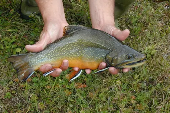 Salmerino di fontana