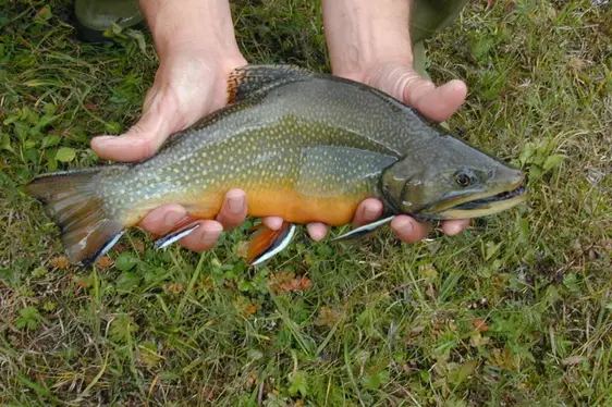 Salmerino di fontana