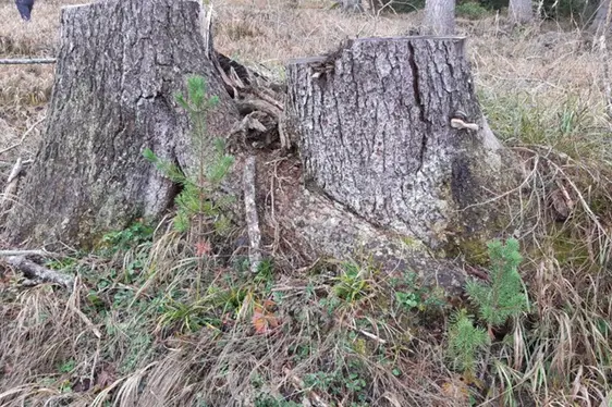 Impianto nella ceppaia