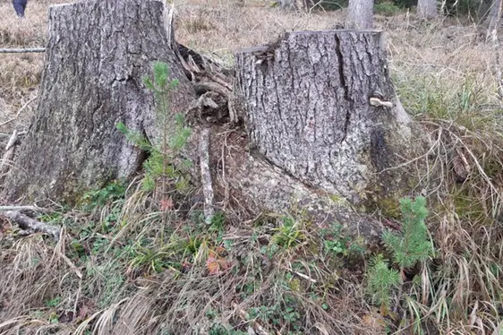 Impianto nella ceppaia