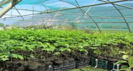 Piante in vaso da 1 o 1,5 litri