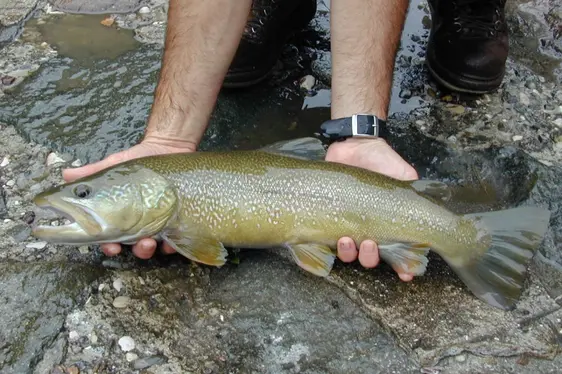 Trota marmorata