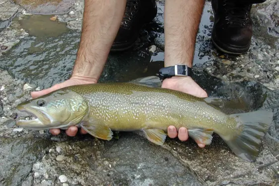 Trota marmorata