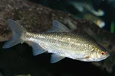 Rutilus erythrophthalmus