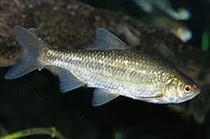 Rutilus erythrophthalmus