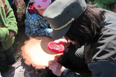Bambini che contano gli anelli di crescita degli alberi
