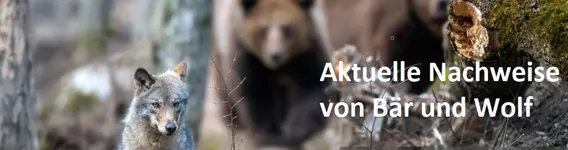 Aktuelle Nachweise von Bär und Wolf