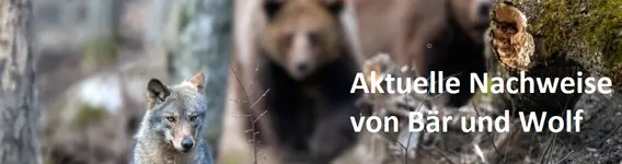 Aktuelle Nachweise von Bär und Wolf