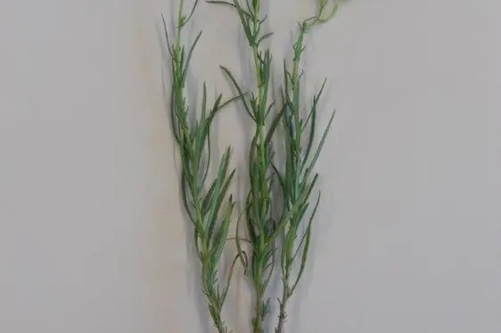 Senecione sudafricano