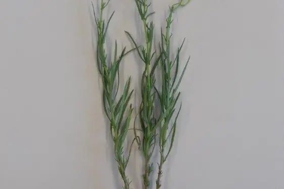 Senecione sudafricano