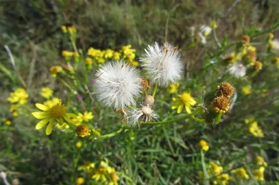 Senecione sudafricano
