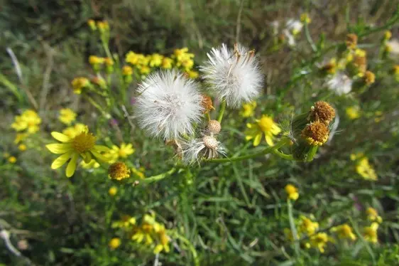 Senecione sudafricano