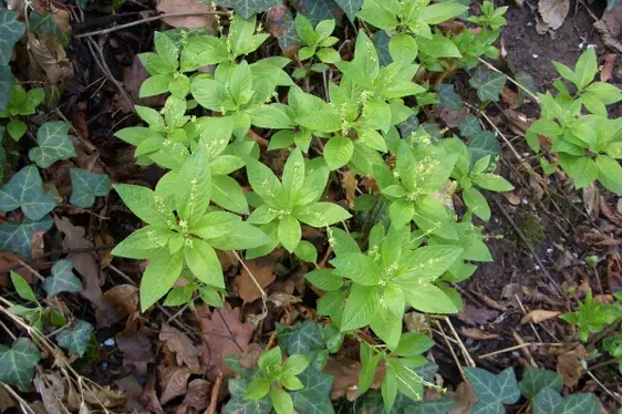 Erbe: mercorella canina