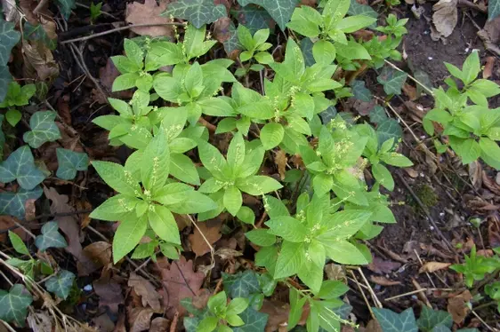 Erbe: mercorella canina