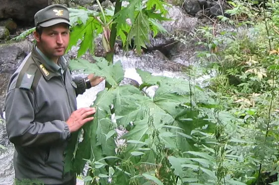 Panace di Mantegazza