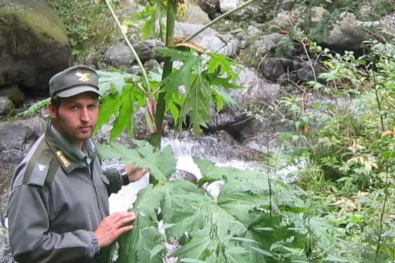 Panace di Mantegazza