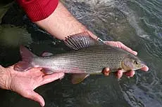 Temolo - Thymallus thymallus