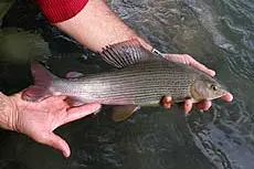 Temolo - Thymallus thymallus