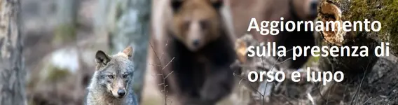 Aggiornamento sulla presenza di orso e lupo