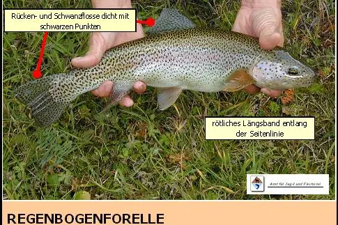 Regenbogenforelle