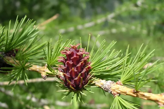 Infiorescenza di larice