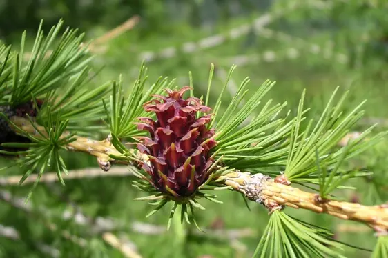 Infiorescenza di larice