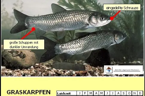 Graskarpfen
