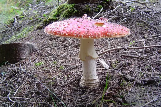 Amanita muscaria