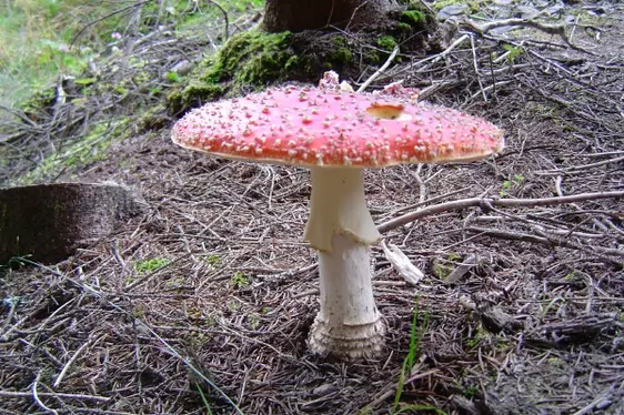 Amanita muscaria