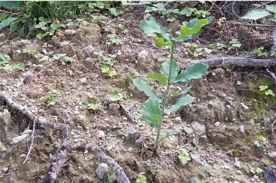 Superficie - schianto da vento Waldheim: settembre 2019