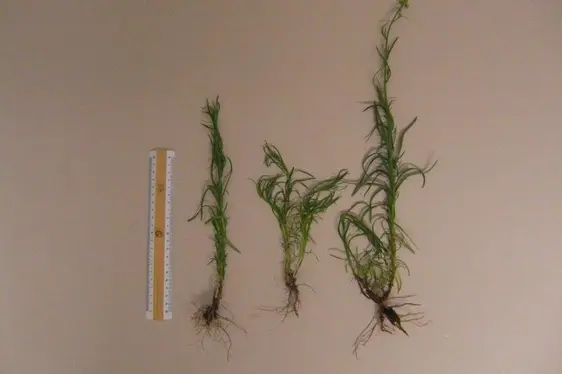 Senecione sudafricano