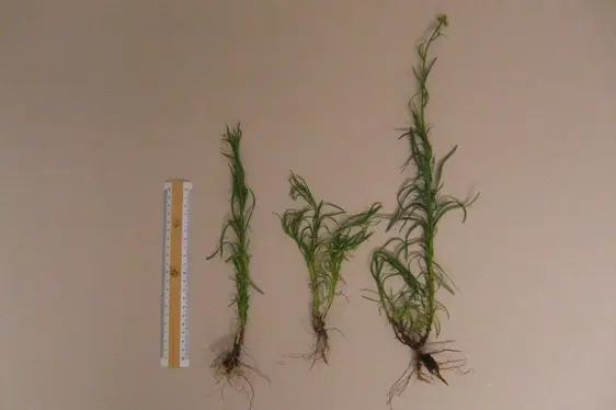 Senecione sudafricano