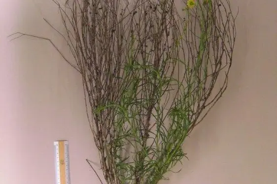 Senecione sudafricano