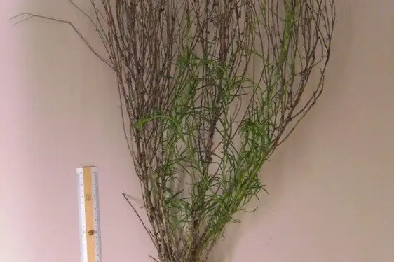 Senecione sudafricano