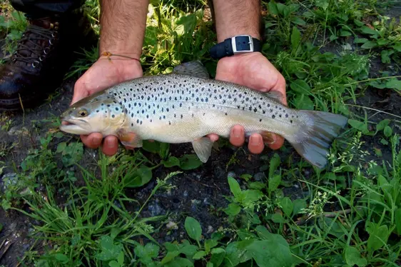 Trota lacustre