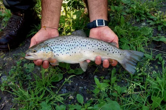 Trota lacustre