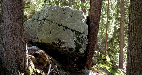 Un grosso masso viene trattenuto dagli alberi: il bosco rappresenta una protezione contro i pericoli naturali. (Foto: Servizio forestale provinciale) Un grosso masso viene trattenuto dagli alberi: il bosco rappresenta una protezione contro i pericoli naturali. (Foto: Servizio forestale provinciale)