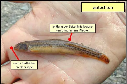 Maskierter Steinbeißer