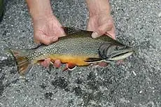 Salmerino di fontana