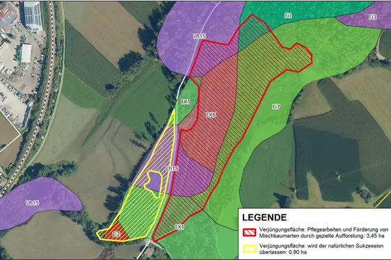 Area rossa Superficie di rinnovazione: Cure colturali e promozione di specie arboree miste attraverso la riforestazione mirata: 3,45 ha
Area gialla Superficie di rinnovazione: lasciata alla successione naturale: 0,90 ha